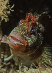 Tompot blenny.
Trefor Pier,N.Wales.
F50,60mm. by Derek Haslam 